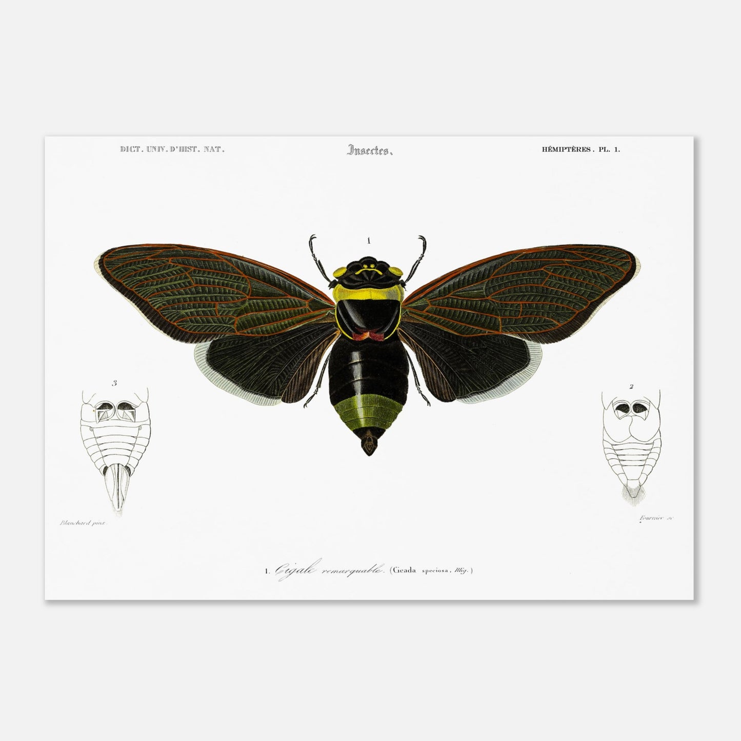 Planche d'entomologie ancienne : Cigale remarquable par Charles d'Orbigny (50x70 cm). Planche d'entomologie d'une cigale remarquable, avec des vues détaillées de l'abdomen de face et de dos.