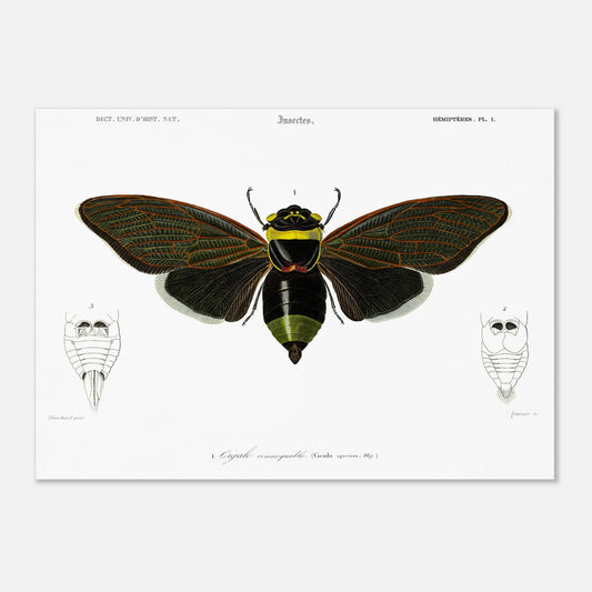 Planche d'entomologie ancienne : Cigale remarquable par Charles d'Orbigny (50x70 cm). Planche d'entomologie d'une cigale remarquable, avec des vues détaillées de l'abdomen de face et de dos.