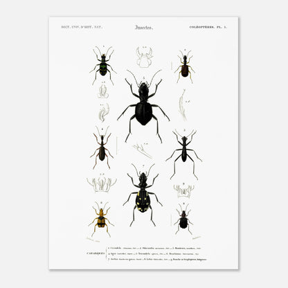 Planche entomologique ancienne, Cicindèle chinoise, d'Orbigny (30x40 cm). Planche d'entomologie présentant neuf spécimens d'insectes coléoptères, dont une cicindèle chinoise, aux couleurs vives sur fond blanc.