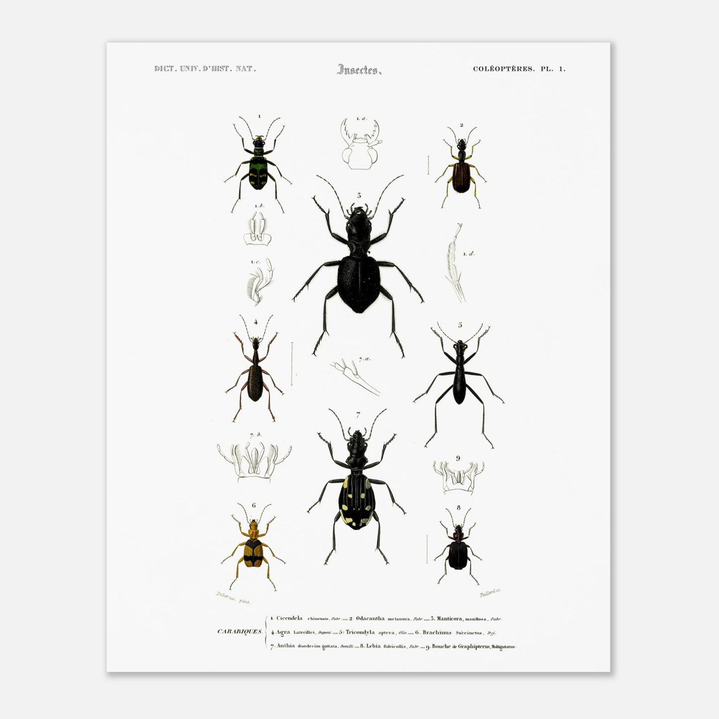 Planche entomologique ancienne, Cicindèle chinoise, d'Orbigny (40x50 cm). Planche d'entomologie présentant neuf spécimens d'insectes coléoptères, dont une cicindèle chinoise, aux couleurs vives sur fond blanc.