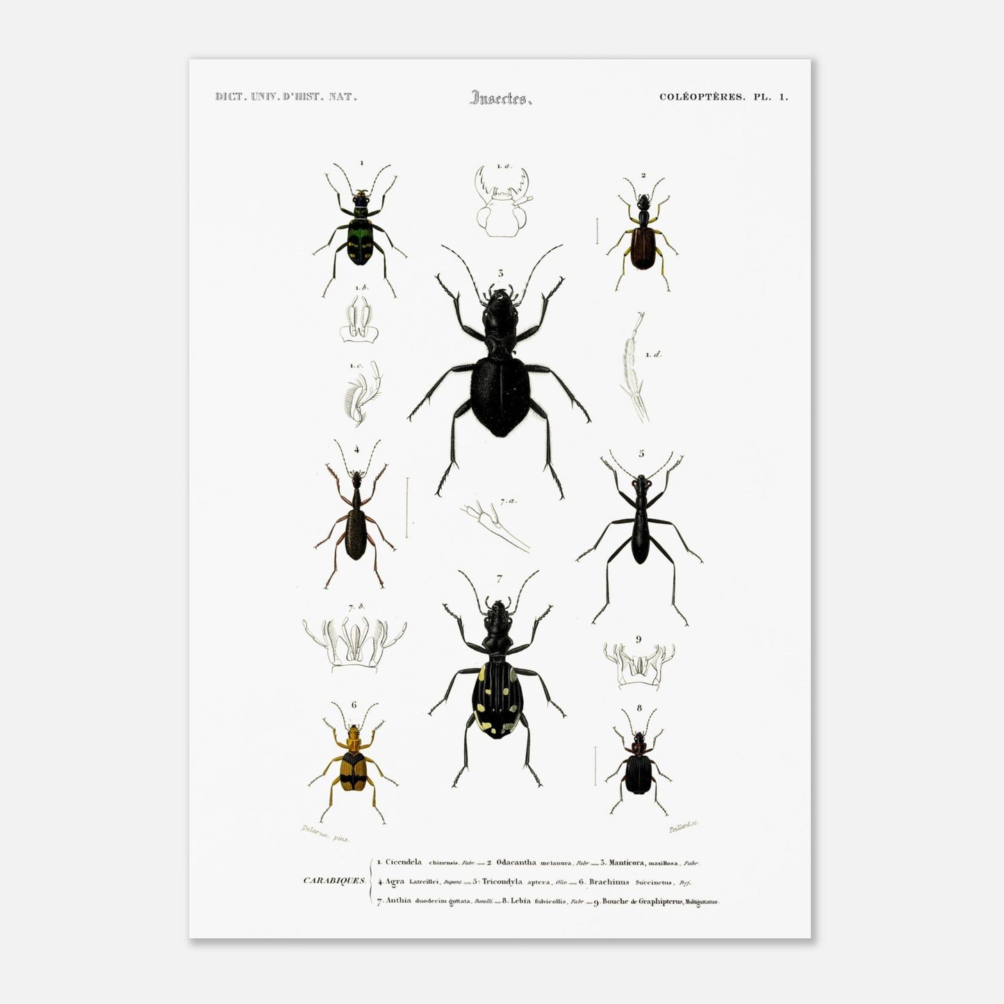 Planche entomologique ancienne, Cicindèle chinoise, d'Orbigny (42x59,4 cm (A2)). Planche d'entomologie présentant neuf spécimens d'insectes coléoptères, dont une cicindèle chinoise, aux couleurs vives sur fond blanc.