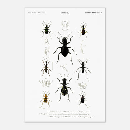 Planche entomologique ancienne, Cicindèle chinoise, d'Orbigny (42x59,4 cm (A2)). Planche d'entomologie présentant neuf spécimens d'insectes coléoptères, dont une cicindèle chinoise, aux couleurs vives sur fond blanc.