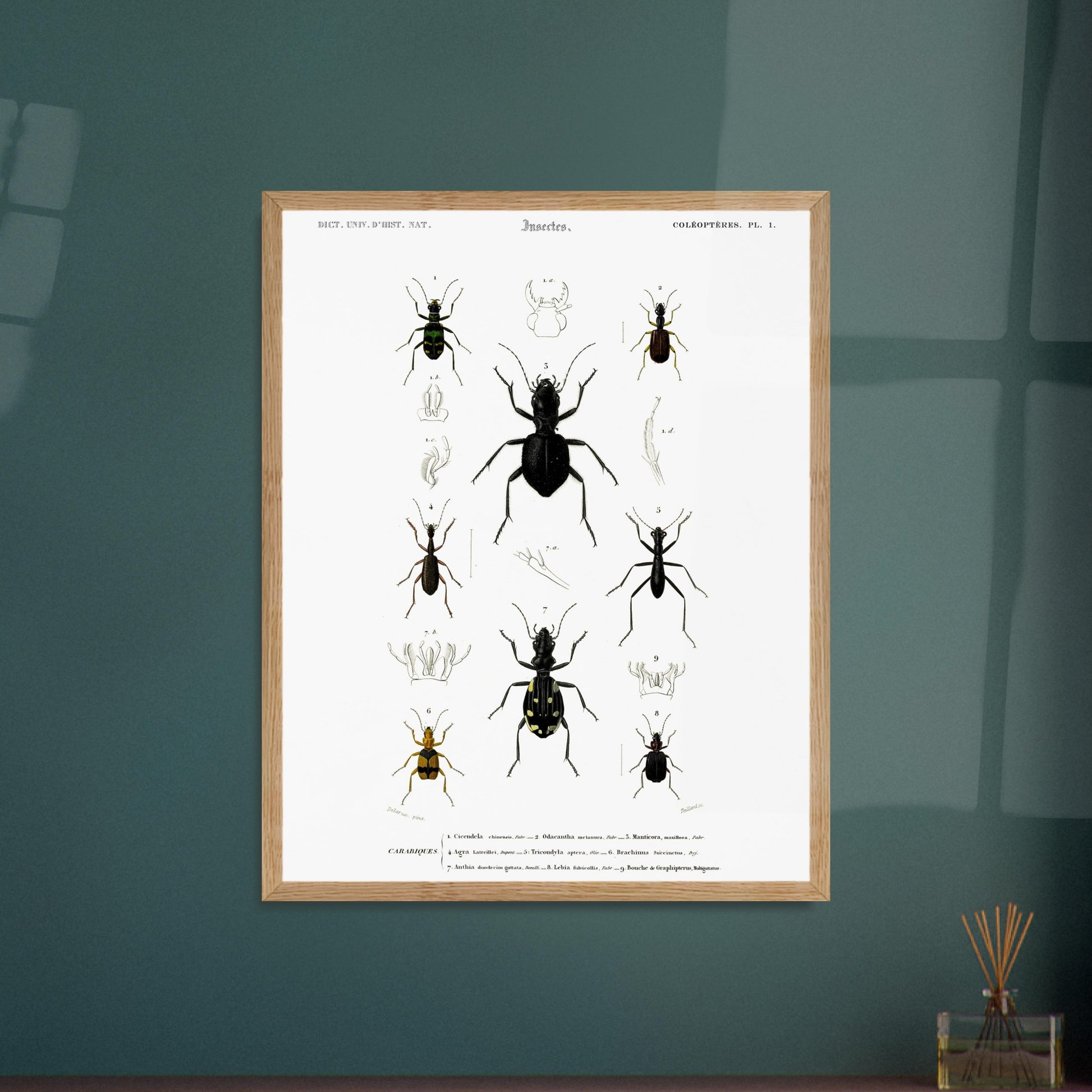 Planche entomologique ancienne, Cicindèle chinoise, d'Orbigny. Planche d'entomologie présentant neuf spécimens d'insectes coléoptères, dont une cicindèle chinoise, aux couleurs vives sur fond blanc. Image d'illustration 5