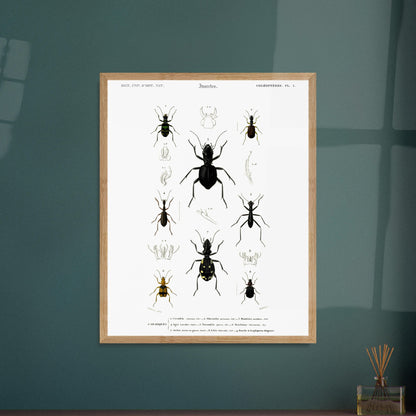 Planche entomologique ancienne, Cicindèle chinoise, d'Orbigny. Planche d'entomologie présentant neuf spécimens d'insectes coléoptères, dont une cicindèle chinoise, aux couleurs vives sur fond blanc. Image d'illustration 5