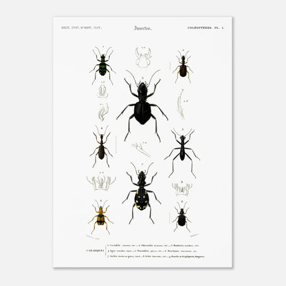 Planche entomologique ancienne, Cicindèle chinoise, d'Orbigny (50x70 cm). Planche d'entomologie présentant neuf spécimens d'insectes coléoptères, dont une cicindèle chinoise, aux couleurs vives sur fond blanc.
