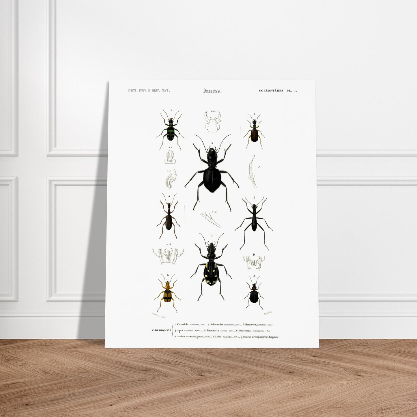 Planche entomologique ancienne, Cicindèle chinoise, d'Orbigny. Planche d'entomologie présentant neuf spécimens d'insectes coléoptères, dont une cicindèle chinoise, aux couleurs vives sur fond blanc. Image d'illustration 6