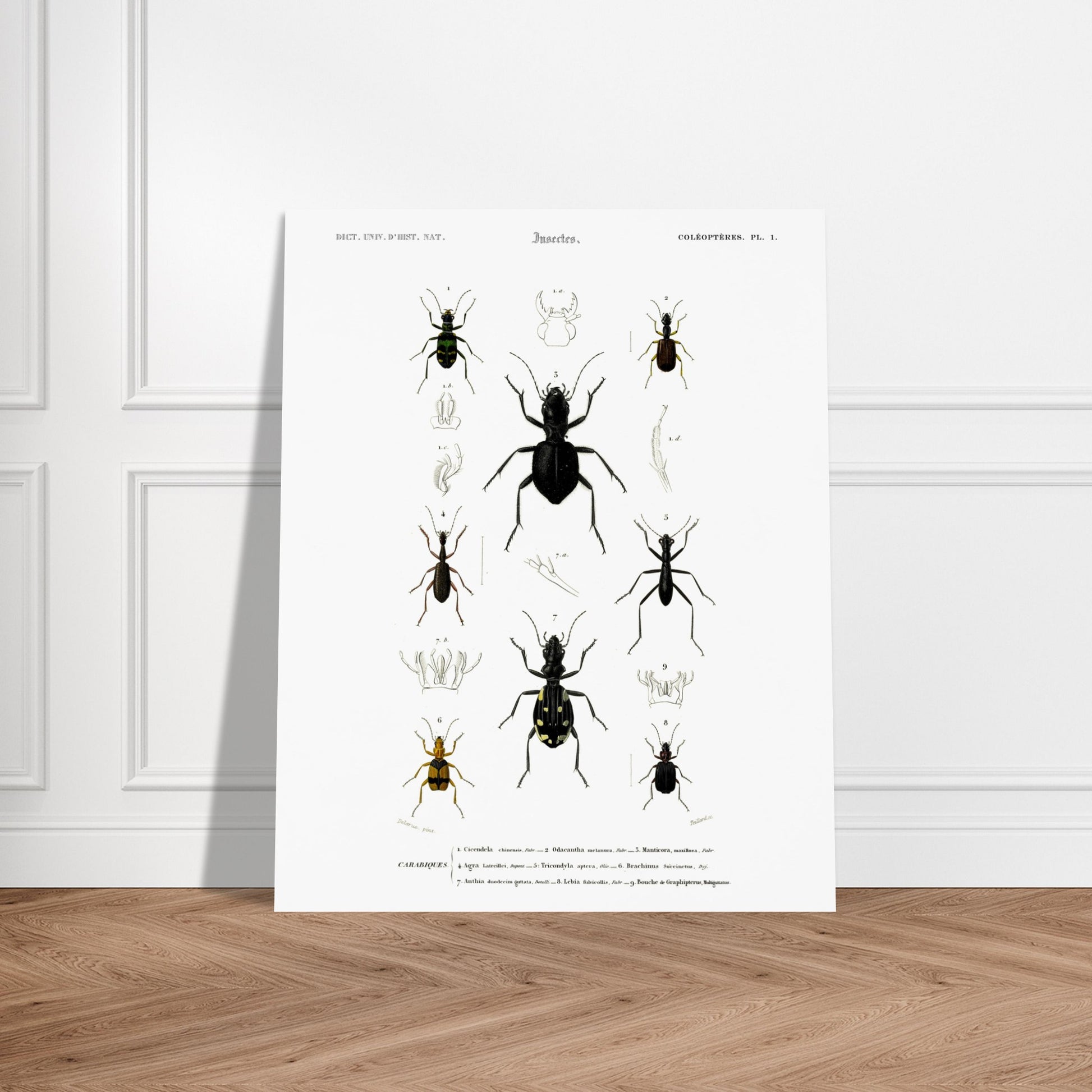 Planche entomologique ancienne, Cicindèle chinoise, d'Orbigny. Planche d'entomologie présentant neuf spécimens d'insectes coléoptères, dont une cicindèle chinoise, aux couleurs vives sur fond blanc. Image d'illustration 6