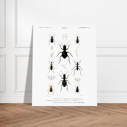 Planche entomologique ancienne, Cicindèle chinoise, d'Orbigny. Planche d'entomologie présentant neuf spécimens d'insectes coléoptères, dont une cicindèle chinoise, aux couleurs vives sur fond blanc. Image d'illustration 6