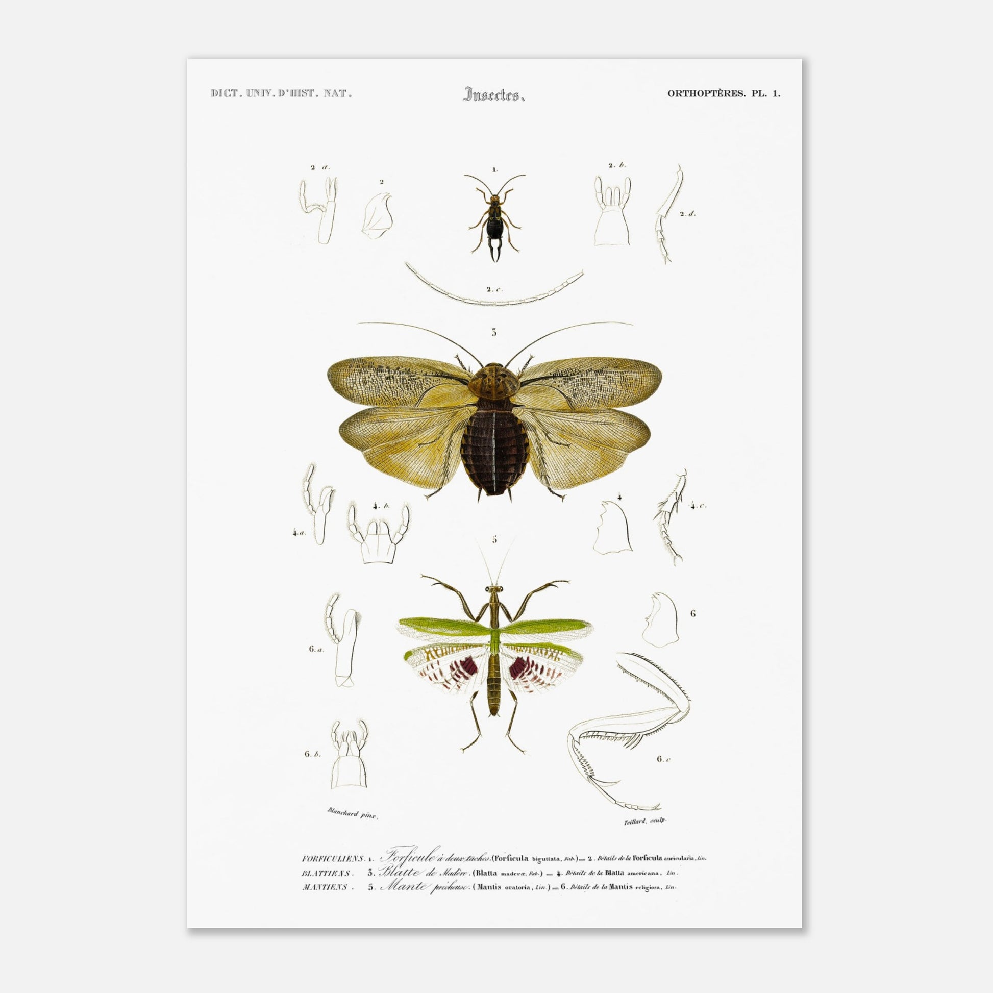 Planche d'entomologie : Forficule et Mante religieuse — d'Orbigny (29,7x42 cm (A3)). Planche d'entomologie du Dictionnaire Universel d'Histoire Naturelle illustrant des insectes, dont un "Forficule à deux taches" et une mante religieuse, avec des détails anatomiques.