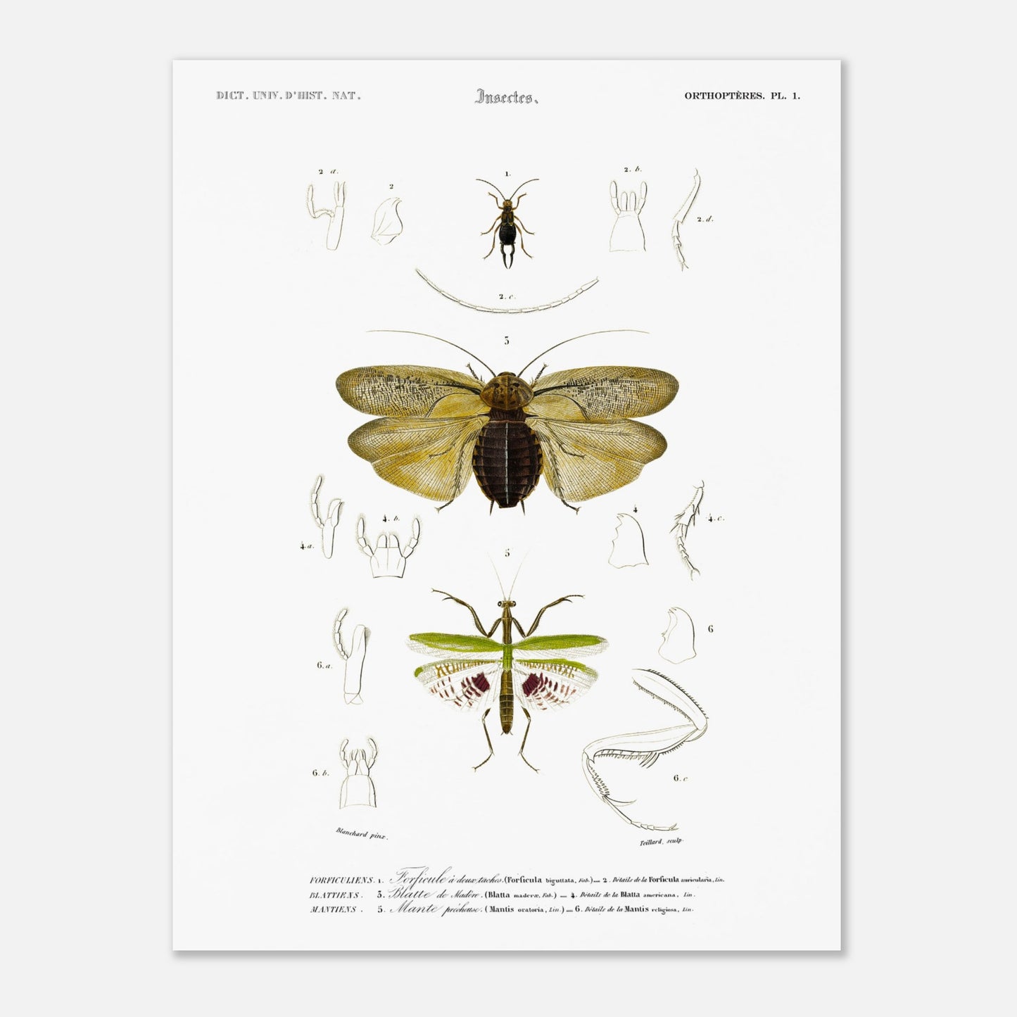 Planche d'entomologie : Forficule et Mante religieuse — d'Orbigny (30x40 cm). Planche d'entomologie du Dictionnaire Universel d'Histoire Naturelle illustrant des insectes, dont un "Forficule à deux taches" et une mante religieuse, avec des détails anatomiques.