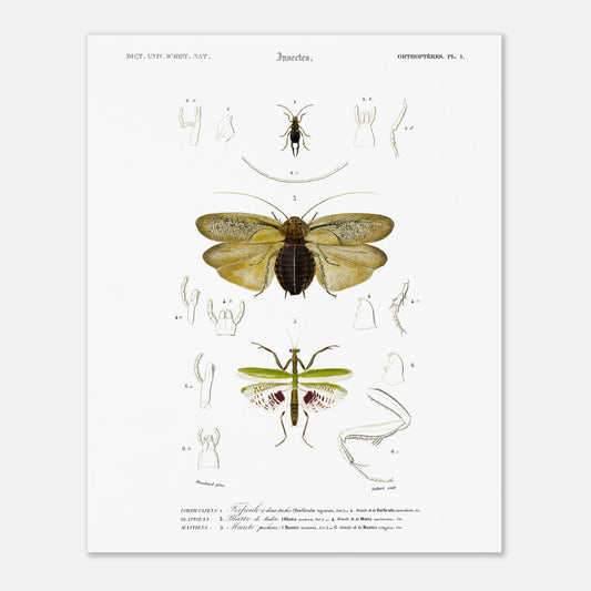 Planche d'entomologie : Forficule et Mante religieuse — d'Orbigny (40x50 cm). Planche d'entomologie du Dictionnaire Universel d'Histoire Naturelle illustrant des insectes, dont un "Forficule à deux taches" et une mante religieuse, avec des détails anatomiques.
