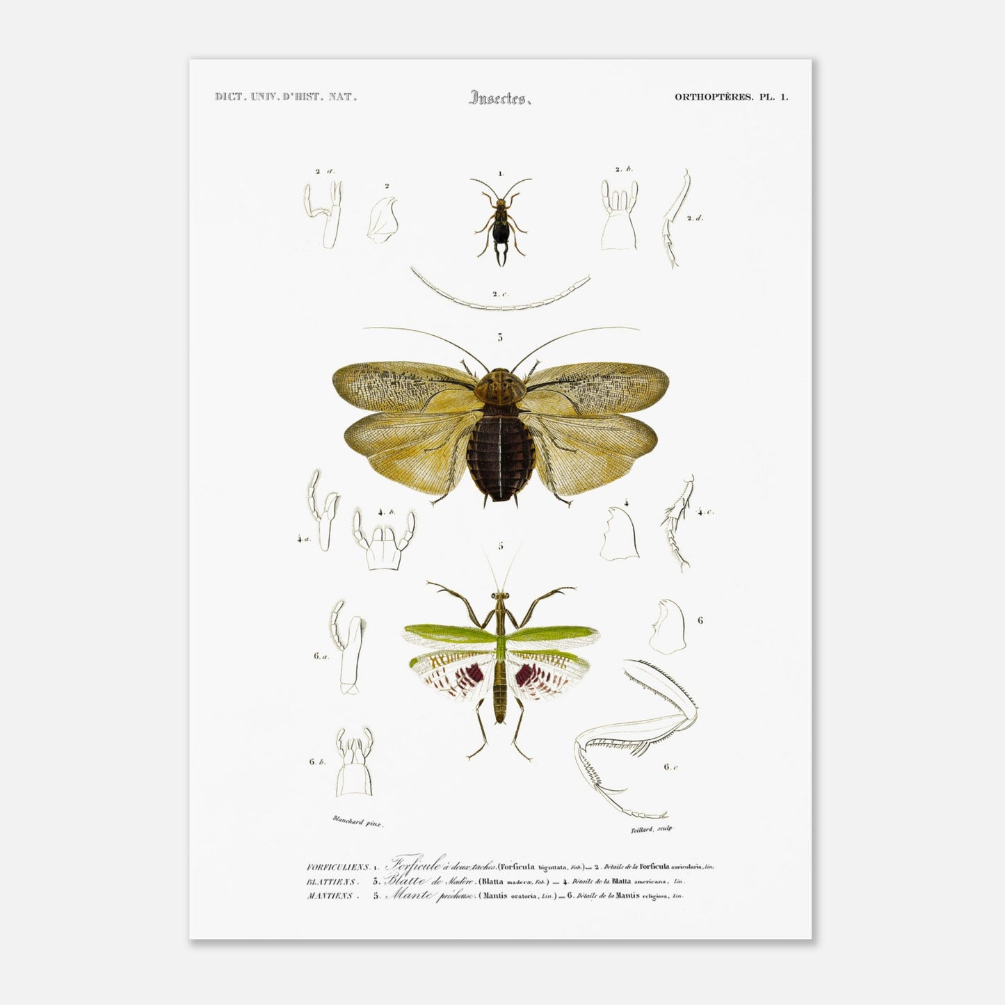 Planche d'entomologie : Forficule et Mante religieuse — d'Orbigny (42x59,4 cm (A2)). Planche d'entomologie du Dictionnaire Universel d'Histoire Naturelle illustrant des insectes, dont un "Forficule à deux taches" et une mante religieuse, avec des détails anatomiques.