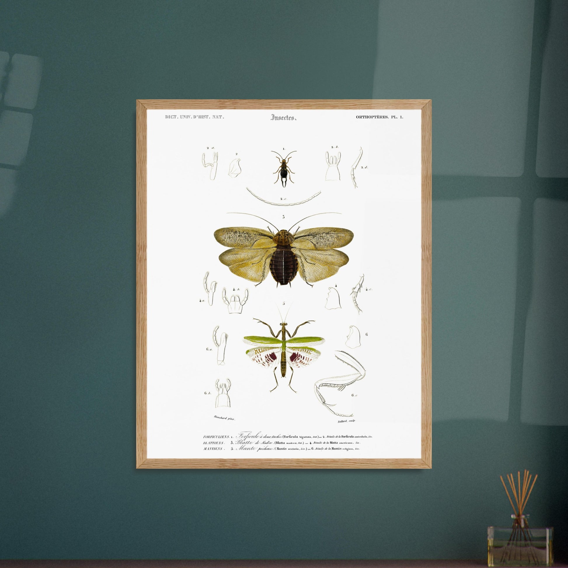 Planche d'entomologie : Forficule et Mante religieuse — d'Orbigny. Planche d'entomologie du Dictionnaire Universel d'Histoire Naturelle illustrant des insectes, dont un "Forficule à deux taches" et une mante religieuse, avec des détails anatomiques. Image d'illustration 5