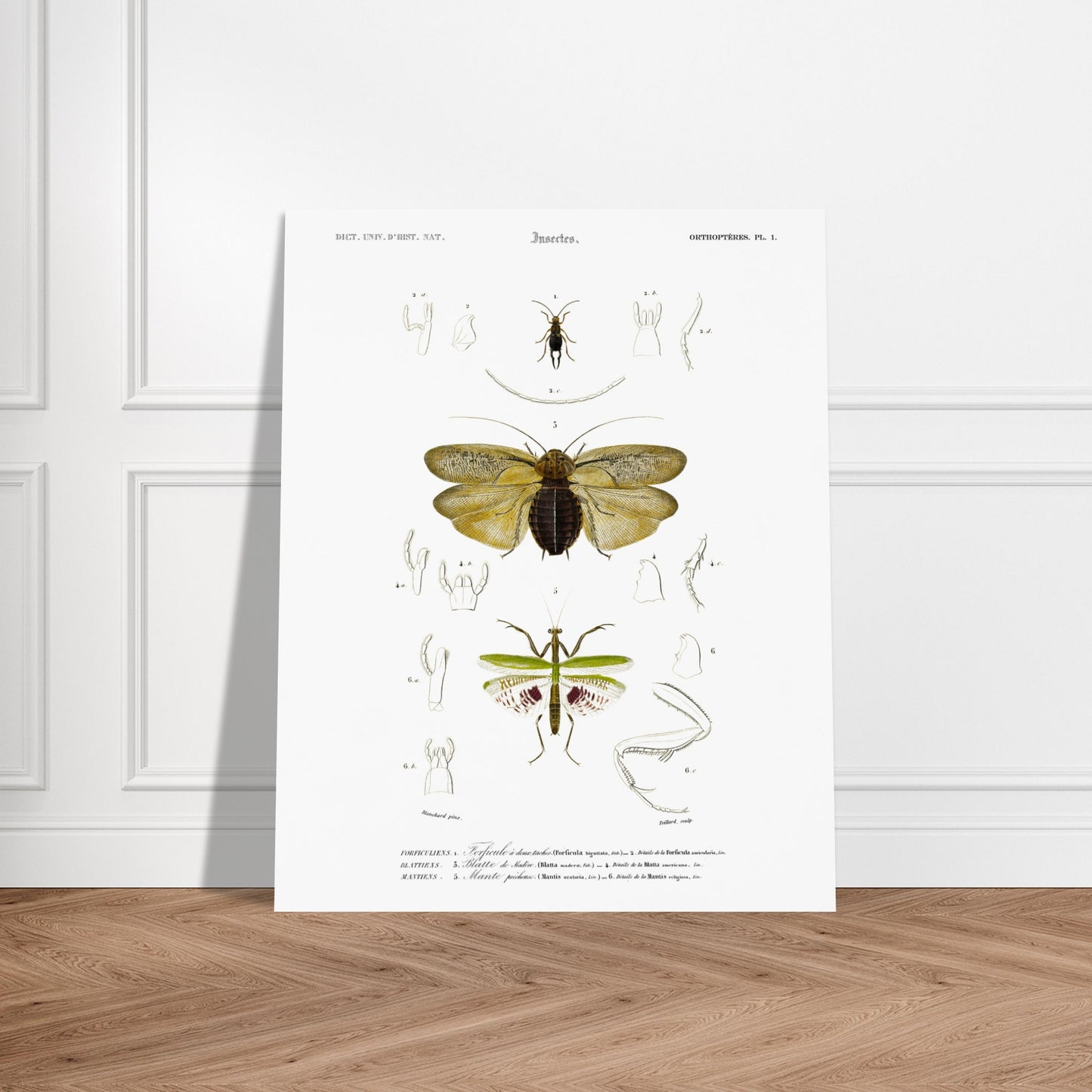 Planche d'entomologie : Forficule et Mante religieuse — d'Orbigny. Planche d'entomologie du Dictionnaire Universel d'Histoire Naturelle illustrant des insectes, dont un "Forficule à deux taches" et une mante religieuse, avec des détails anatomiques. Image d'illustration 6