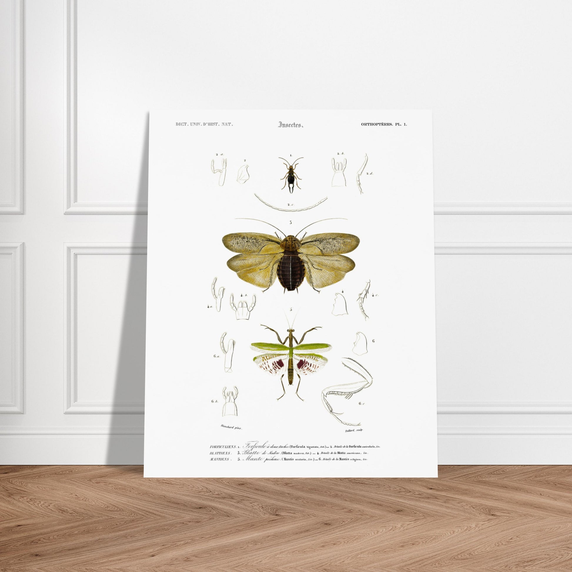 Planche d'entomologie : Forficule et Mante religieuse — d'Orbigny. Planche d'entomologie du Dictionnaire Universel d'Histoire Naturelle illustrant des insectes, dont un "Forficule à deux taches" et une mante religieuse, avec des détails anatomiques. Image d'illustration 6