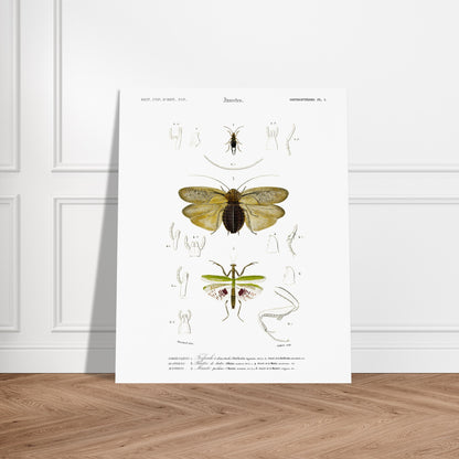 Planche d'entomologie : Forficule et Mante religieuse — d'Orbigny. Planche d'entomologie du Dictionnaire Universel d'Histoire Naturelle illustrant des insectes, dont un "Forficule à deux taches" et une mante religieuse, avec des détails anatomiques. Image d'illustration 6