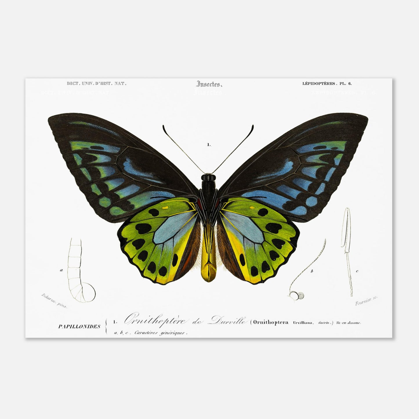 Planche d'entomologie : Ornithoptère de d'Urville par Charles d'Orbigny (29,7x42 cm (A3)). Planche d'entomologie du Dictionnaire Universel d'Histoire Naturelle de Charles d'Orbigny, illustrant un Ornithoptère de d’Urville, avec des détails anatomiques de l'insecte.