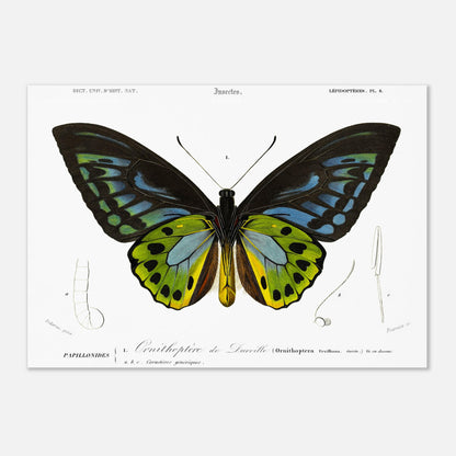 Planche d'entomologie : Ornithoptère de d'Urville par Charles d'Orbigny (29,7x42 cm (A3)). Planche d'entomologie du Dictionnaire Universel d'Histoire Naturelle de Charles d'Orbigny, illustrant un Ornithoptère de d’Urville, avec des détails anatomiques de l'insecte.
