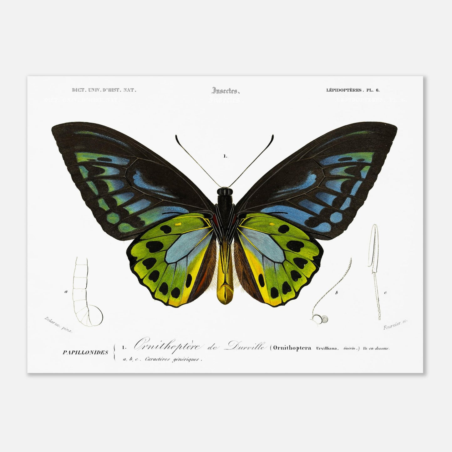 Planche d'entomologie : Ornithoptère de d'Urville par Charles d'Orbigny (30x40 cm). Planche d'entomologie du Dictionnaire Universel d'Histoire Naturelle de Charles d'Orbigny, illustrant un Ornithoptère de d’Urville, avec des détails anatomiques de l'insecte.