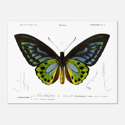 Planche d'entomologie : Ornithoptère de d'Urville par Charles d'Orbigny (30x40 cm). Planche d'entomologie du Dictionnaire Universel d'Histoire Naturelle de Charles d'Orbigny, illustrant un Ornithoptère de d’Urville, avec des détails anatomiques de l'insecte.