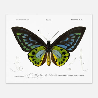 Planche d'entomologie : Ornithoptère de d'Urville par Charles d'Orbigny (40x50 cm). Planche d'entomologie du Dictionnaire Universel d'Histoire Naturelle de Charles d'Orbigny, illustrant un Ornithoptère de d’Urville, avec des détails anatomiques de l'insecte.