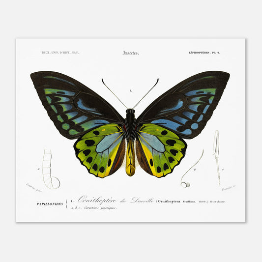 Planche d'entomologie : Ornithoptère de d'Urville par Charles d'Orbigny (40x50 cm). Planche d'entomologie du Dictionnaire Universel d'Histoire Naturelle de Charles d'Orbigny, illustrant un Ornithoptère de d’Urville, avec des détails anatomiques de l'insecte.