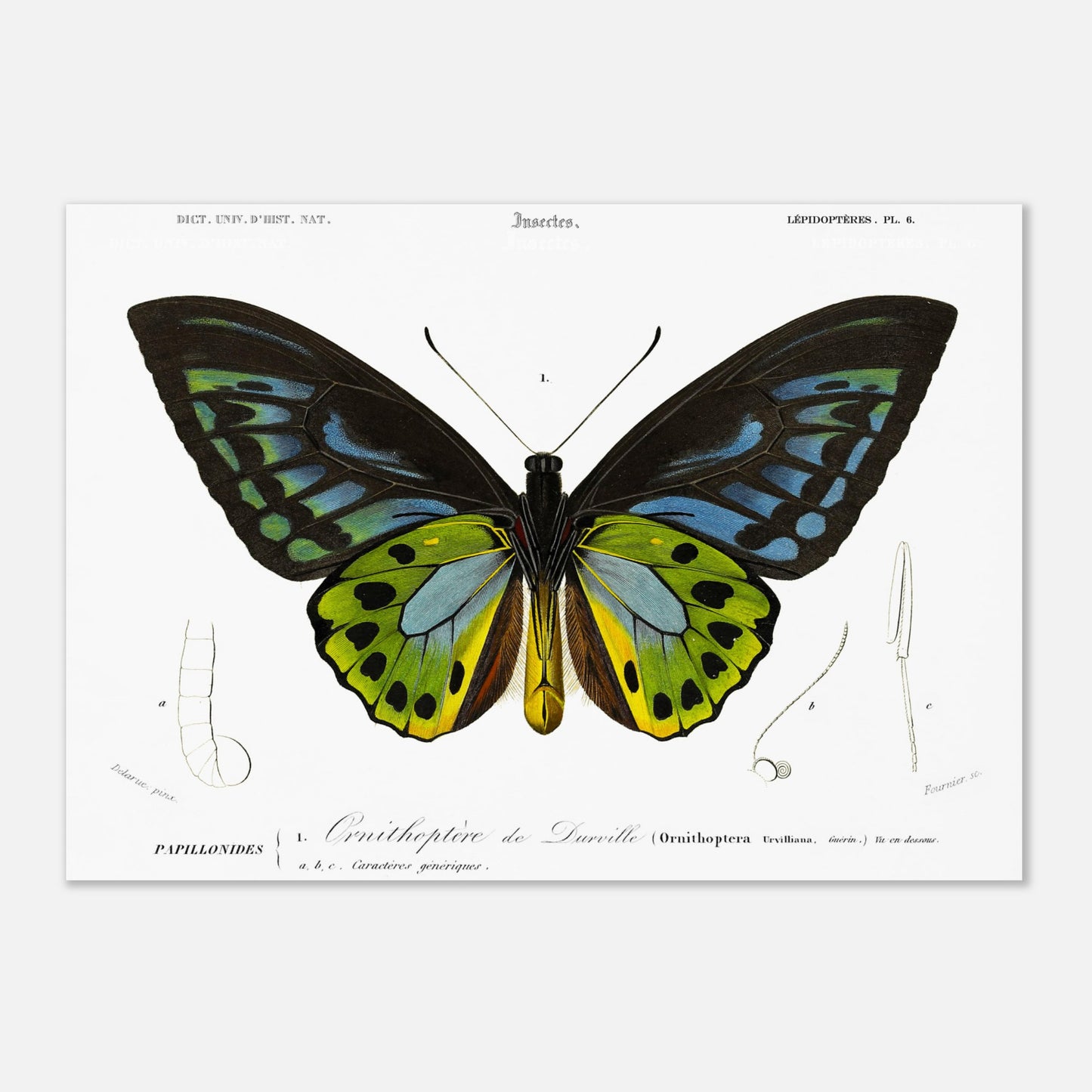 Planche d'entomologie : Ornithoptère de d'Urville par Charles d'Orbigny (42x59,4 cm (A2)). Planche d'entomologie du Dictionnaire Universel d'Histoire Naturelle de Charles d'Orbigny, illustrant un Ornithoptère de d’Urville, avec des détails anatomiques de l'insecte.
