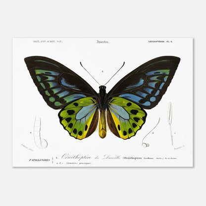 Planche d'entomologie : Ornithoptère de d'Urville par Charles d'Orbigny (50x70 cm). Planche d'entomologie du Dictionnaire Universel d'Histoire Naturelle de Charles d'Orbigny, illustrant un Ornithoptère de d’Urville, avec des détails anatomiques de l'insecte.