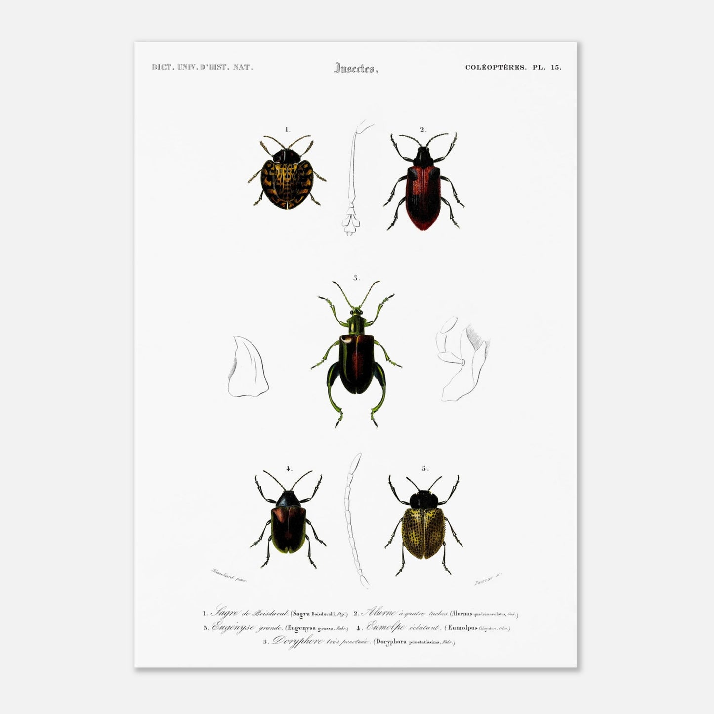 Planche d'entomologie : Sagre de Boisduval et coléoptères, d'Orbigny (29,7x42 cm (A3)). Planche d'illustration naturaliste montrant cinq spécimens d'insectes coléoptères, chacun identifié par un numéro.