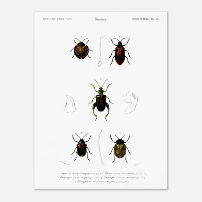 Planche d'entomologie : Sagre de Boisduval et coléoptères, d'Orbigny (30x40 cm). Planche d'illustration naturaliste montrant cinq spécimens d'insectes coléoptères, chacun identifié par un numéro.