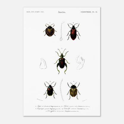 Planche d'entomologie : Sagre de Boisduval et coléoptères, d'Orbigny (42x59,4 cm (A2)). Planche d'illustration naturaliste montrant cinq spécimens d'insectes coléoptères, chacun identifié par un numéro.