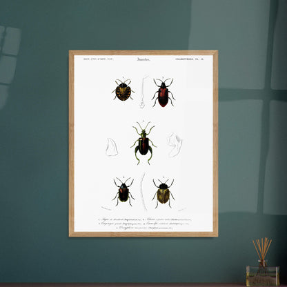 Planche d'entomologie : Sagre de Boisduval et coléoptères, d'Orbigny. Planche d'illustration naturaliste montrant cinq spécimens d'insectes coléoptères, chacun identifié par un numéro. Image d'illustration 5