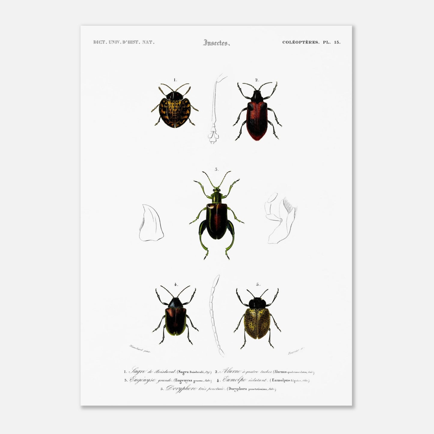 Planche d'entomologie : Sagre de Boisduval et coléoptères, d'Orbigny (50x70 cm). Planche d'illustration naturaliste montrant cinq spécimens d'insectes coléoptères, chacun identifié par un numéro.