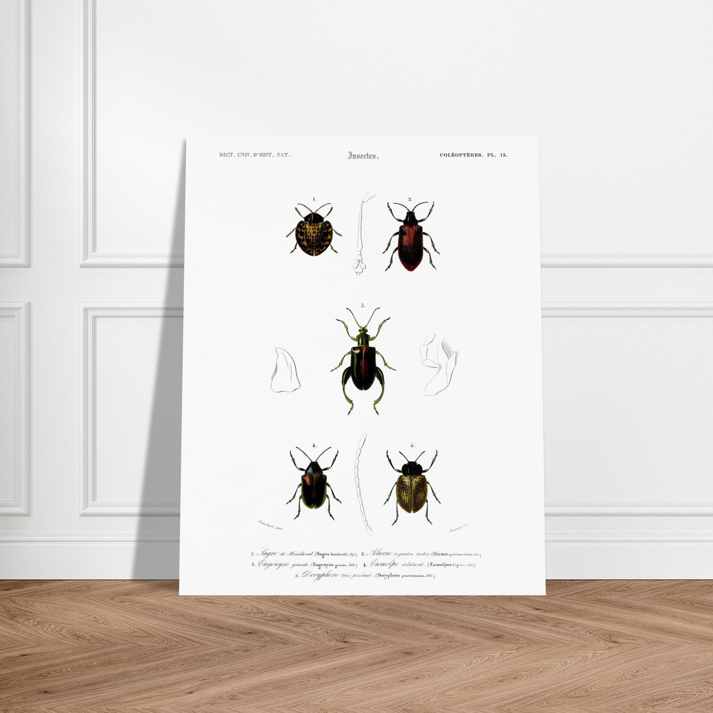 Planche d'entomologie : Sagre de Boisduval et coléoptères, d'Orbigny. Planche d'illustration naturaliste montrant cinq spécimens d'insectes coléoptères, chacun identifié par un numéro. Image d'illustration 6