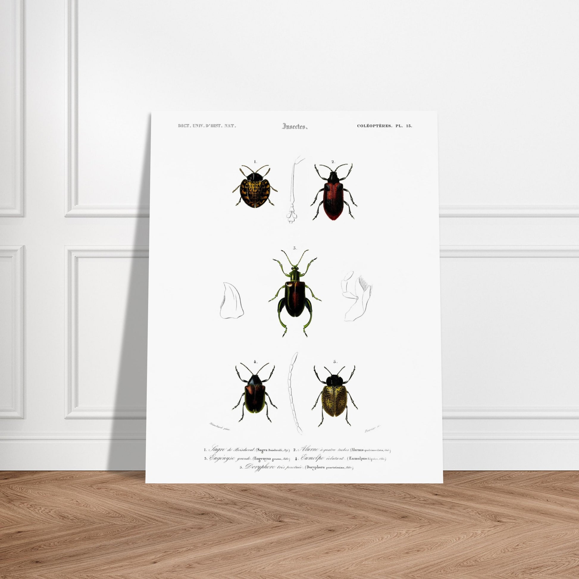 Planche d'entomologie : Sagre de Boisduval et coléoptères, d'Orbigny. Planche d'illustration naturaliste montrant cinq spécimens d'insectes coléoptères, chacun identifié par un numéro. Image d'illustration 6
