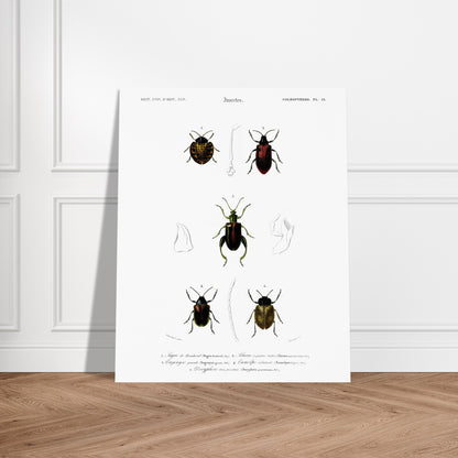 Planche d'entomologie : Sagre de Boisduval et coléoptères, d'Orbigny. Planche d'illustration naturaliste montrant cinq spécimens d'insectes coléoptères, chacun identifié par un numéro. Image d'illustration 6