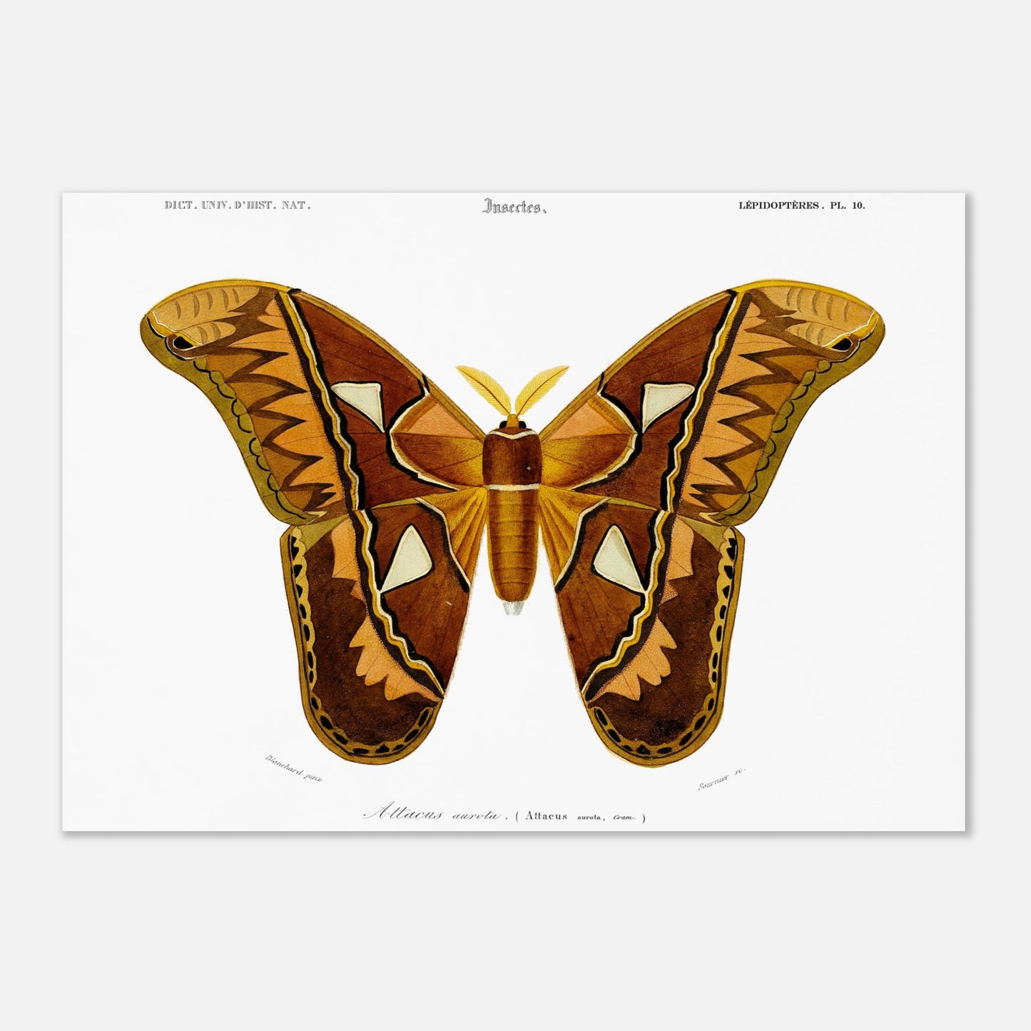 Planche entomologique ancienne : Attacus aurota par Charles d'Orbigny (29,7x42 cm (A3)). Illustration d'un Attacus aurota, un grand papillon de nuit aux ailes aux motifs brunâtres et orangés, avec des détails sur les différentes zones de l'aile.