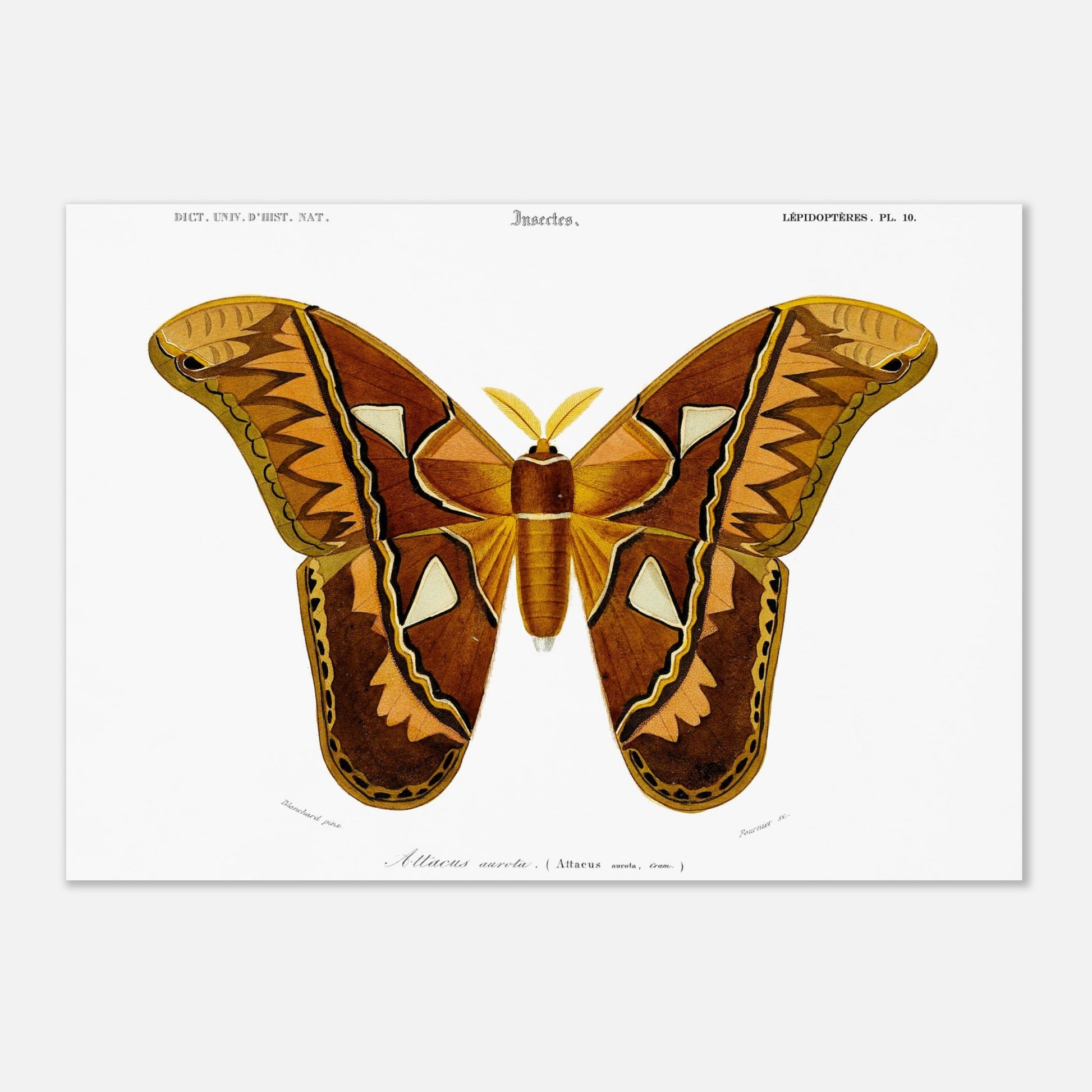 Planche entomologique ancienne : Attacus aurota par Charles d'Orbigny (29,7x42 cm (A3)). Illustration d'un Attacus aurota, un grand papillon de nuit aux ailes aux motifs brunâtres et orangés, avec des détails sur les différentes zones de l'aile.