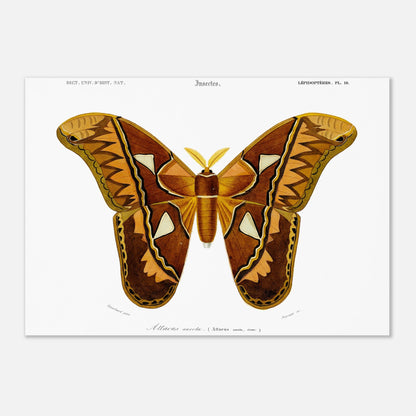 Planche entomologique ancienne : Attacus aurota par Charles d'Orbigny (29,7x42 cm (A3)). Illustration d'un Attacus aurota, un grand papillon de nuit aux ailes aux motifs brunâtres et orangés, avec des détails sur les différentes zones de l'aile.