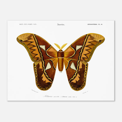 Planche entomologique ancienne : Attacus aurota par Charles d'Orbigny (30x40 cm). Illustration d'un Attacus aurota, un grand papillon de nuit aux ailes aux motifs brunâtres et orangés, avec des détails sur les différentes zones de l'aile.