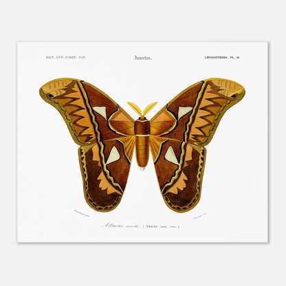 Planche entomologique ancienne : Attacus aurota par Charles d'Orbigny (40x50 cm). Illustration d'un Attacus aurota, un grand papillon de nuit aux ailes aux motifs brunâtres et orangés, avec des détails sur les différentes zones de l'aile.