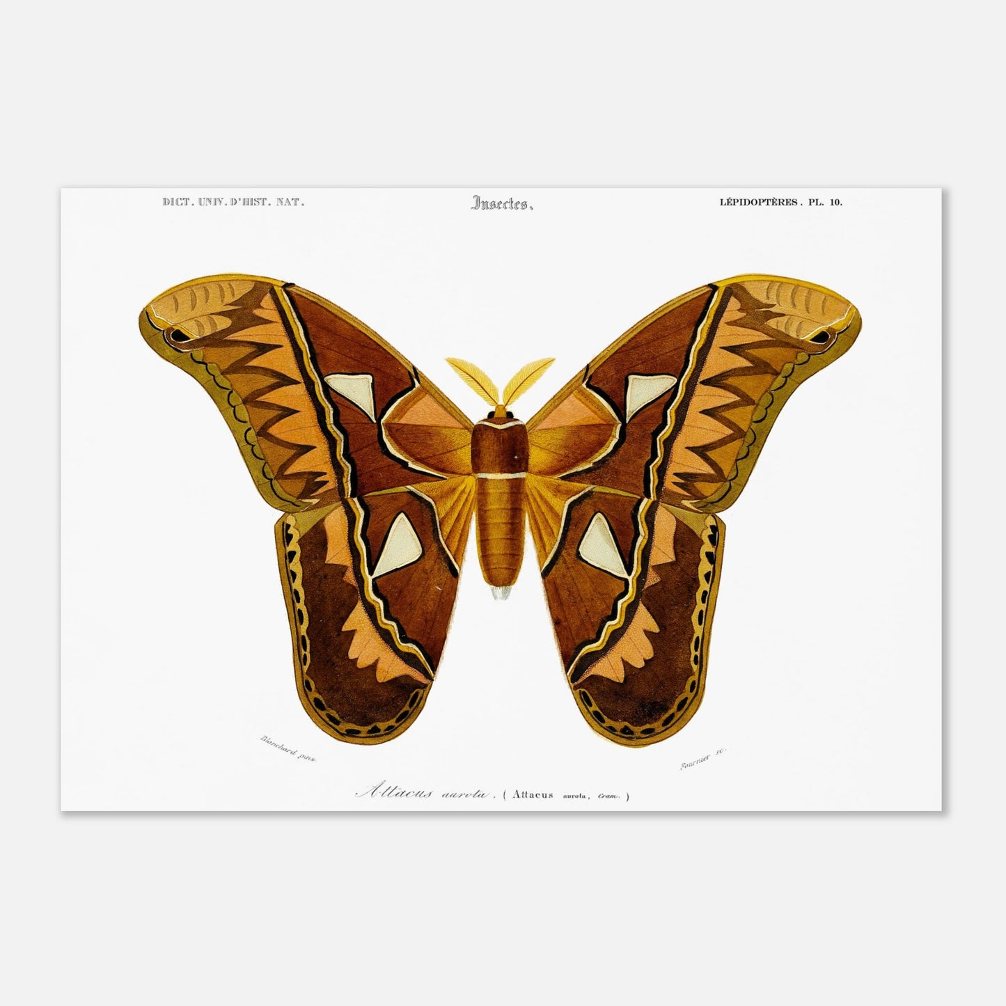 Planche entomologique ancienne : Attacus aurota par Charles d'Orbigny (42x59,4 cm (A2)). Illustration d'un Attacus aurota, un grand papillon de nuit aux ailes aux motifs brunâtres et orangés, avec des détails sur les différentes zones de l'aile.