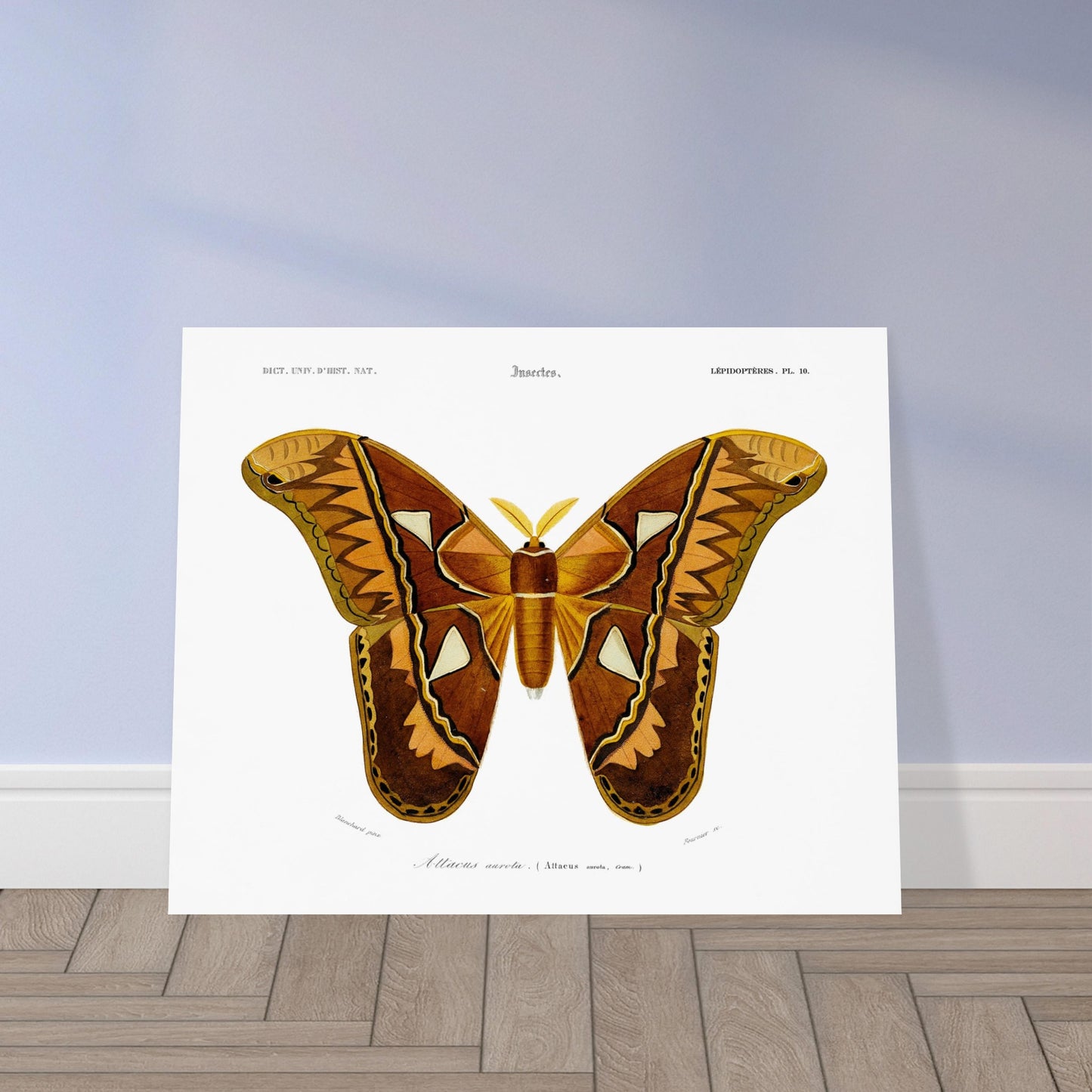 Planche entomologique ancienne : Attacus aurota par Charles d'Orbigny. Illustration d'un Attacus aurota, un grand papillon de nuit aux ailes aux motifs brunâtres et orangés, avec des détails sur les différentes zones de l'aile. Image d'illustration 5