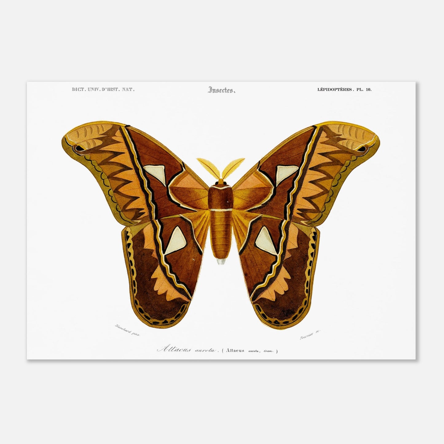 Planche entomologique ancienne : Attacus aurota par Charles d'Orbigny (50x70 cm). Illustration d'un Attacus aurota, un grand papillon de nuit aux ailes aux motifs brunâtres et orangés, avec des détails sur les différentes zones de l'aile.