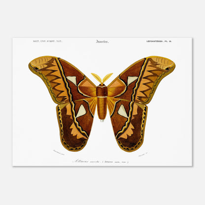 Planche entomologique ancienne : Attacus aurota par Charles d'Orbigny (50x70 cm). Illustration d'un Attacus aurota, un grand papillon de nuit aux ailes aux motifs brunâtres et orangés, avec des détails sur les différentes zones de l'aile.