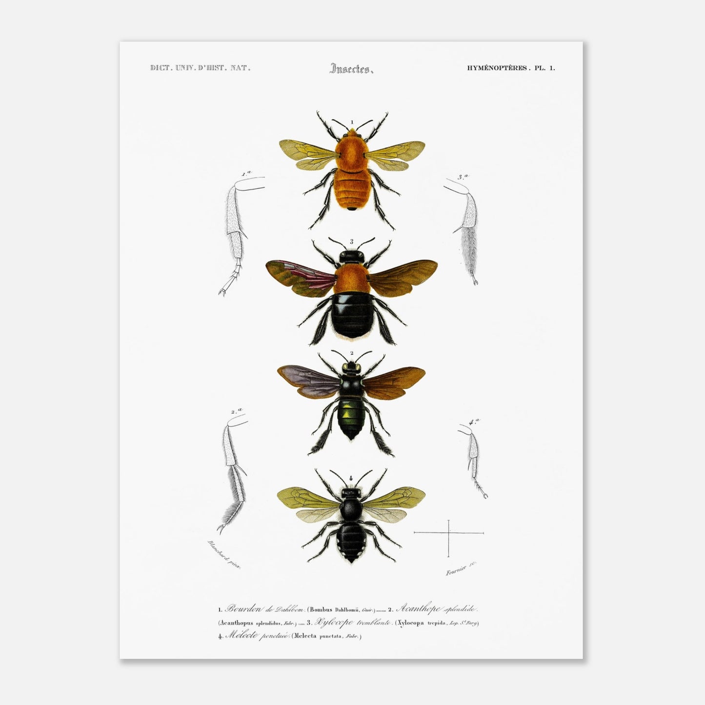 Planche entomologique ancienne du Bourdon de Dahlbom par d'Orbigny (30x40 cm). Planche naturaliste montrant quatre illustrations d'insectes de type bourdon, avec des détails anatomiques sur les pattes.