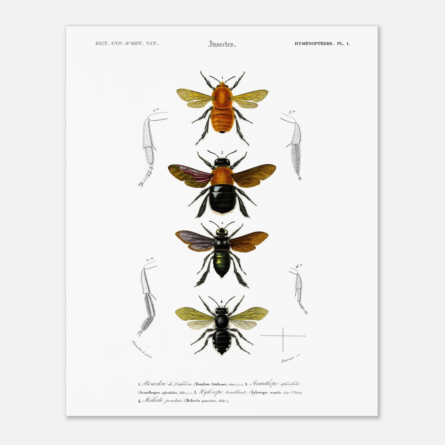 Planche entomologique ancienne du Bourdon de Dahlbom par d'Orbigny (40x50 cm). Planche naturaliste montrant quatre illustrations d'insectes de type bourdon, avec des détails anatomiques sur les pattes.