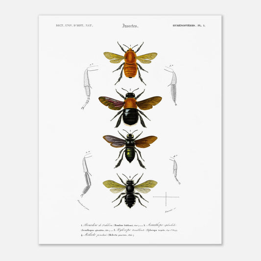 Planche entomologique ancienne du Bourdon de Dahlbom par d'Orbigny (40x50 cm). Planche naturaliste montrant quatre illustrations d'insectes de type bourdon, avec des détails anatomiques sur les pattes.