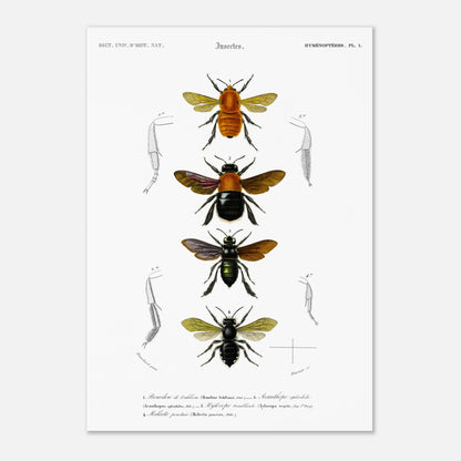 Planche entomologique ancienne du Bourdon de Dahlbom par d'Orbigny (42x59,4 cm (A2)). Planche naturaliste montrant quatre illustrations d'insectes de type bourdon, avec des détails anatomiques sur les pattes.