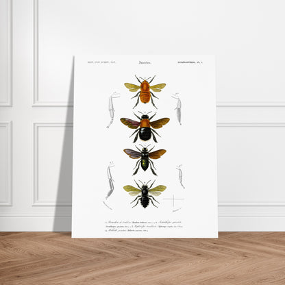 Planche entomologique ancienne du Bourdon de Dahlbom par d'Orbigny. Planche naturaliste montrant quatre illustrations d'insectes de type bourdon, avec des détails anatomiques sur les pattes. Image d'illustration 5